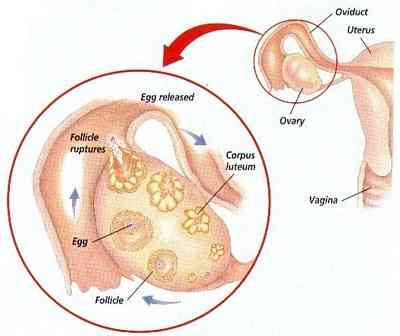 Ovulation